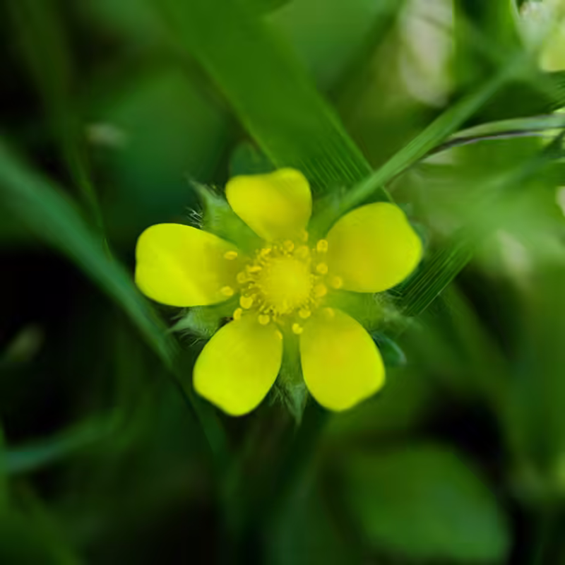Yellow Flower