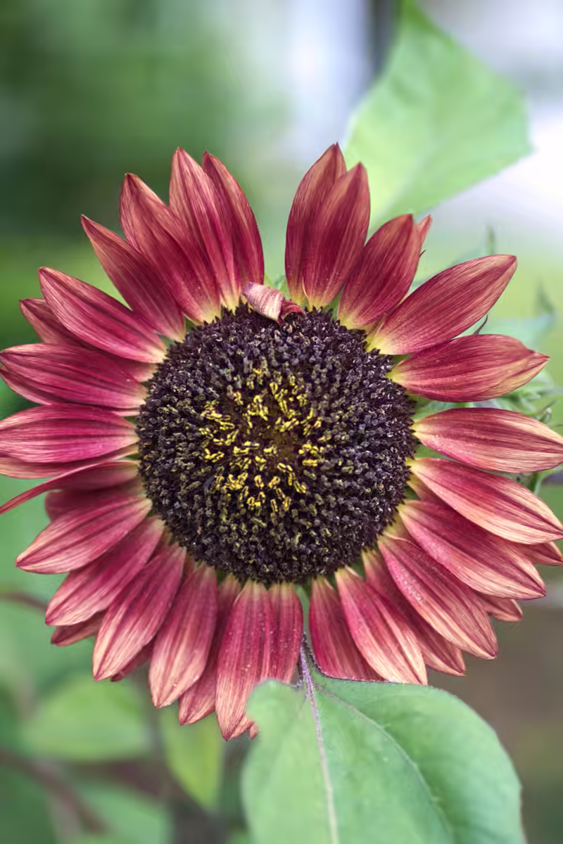 Red Petals