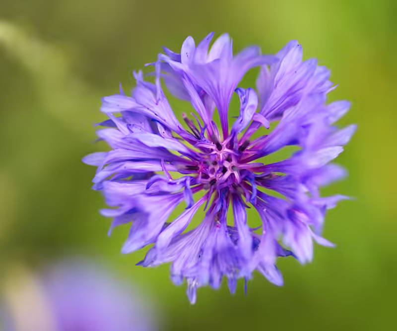 Purple Abstraction