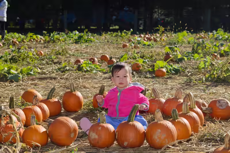 Stella’s First time at the Pumpkin Patch