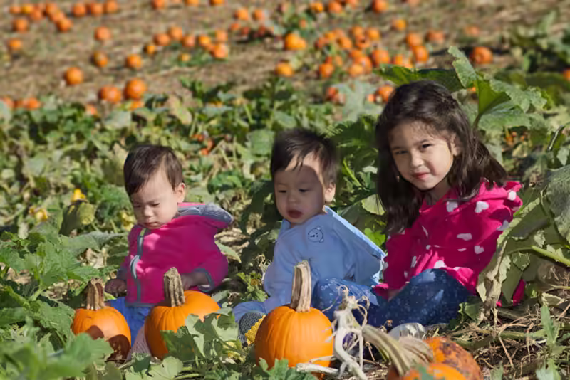 Deep In the Pumpkin Patch