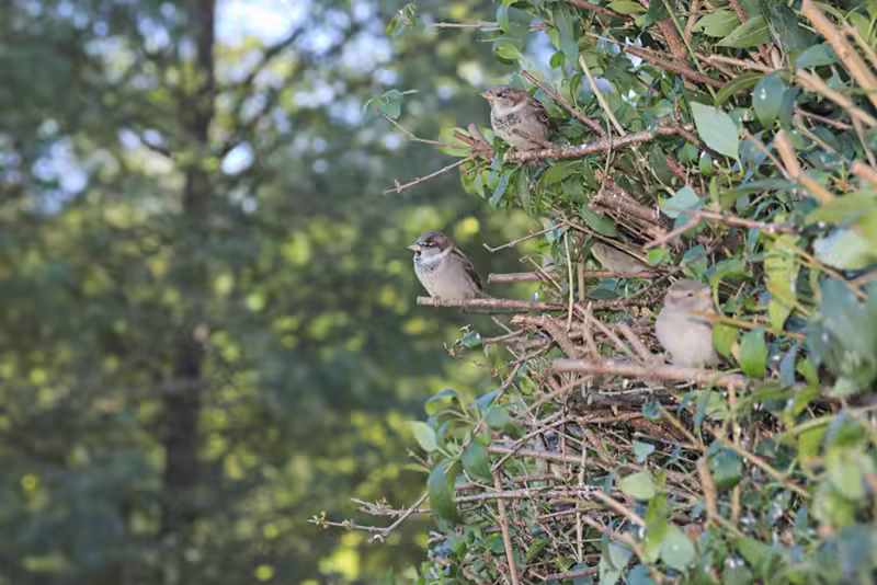 Birds at the Farm