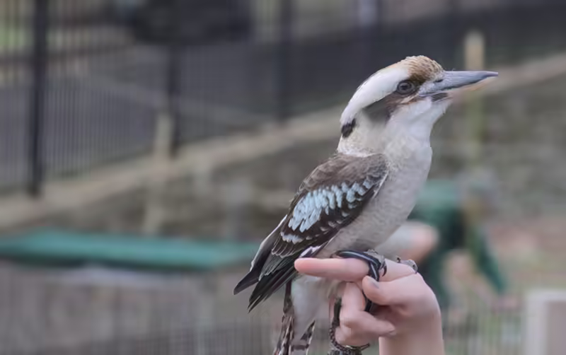 Kookaburra!