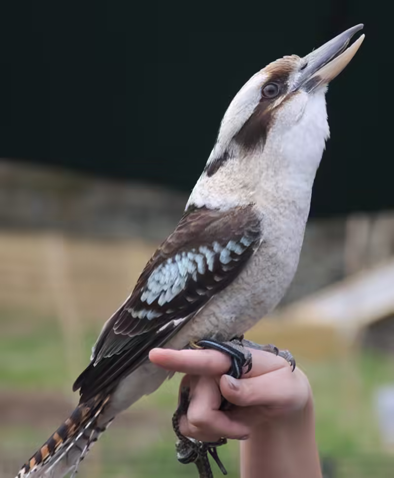 Kookaburra!