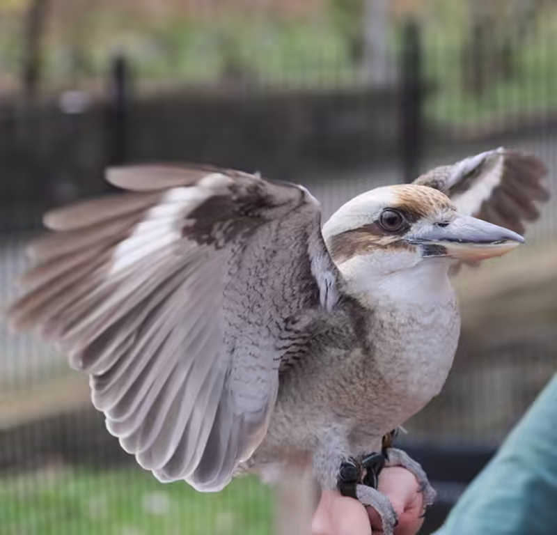 Kookaburra!