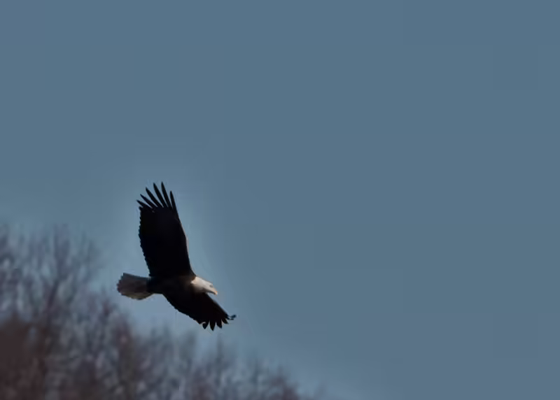 Eagles at Conowingo Dam - 2018-01-01T11:26:22 - 224