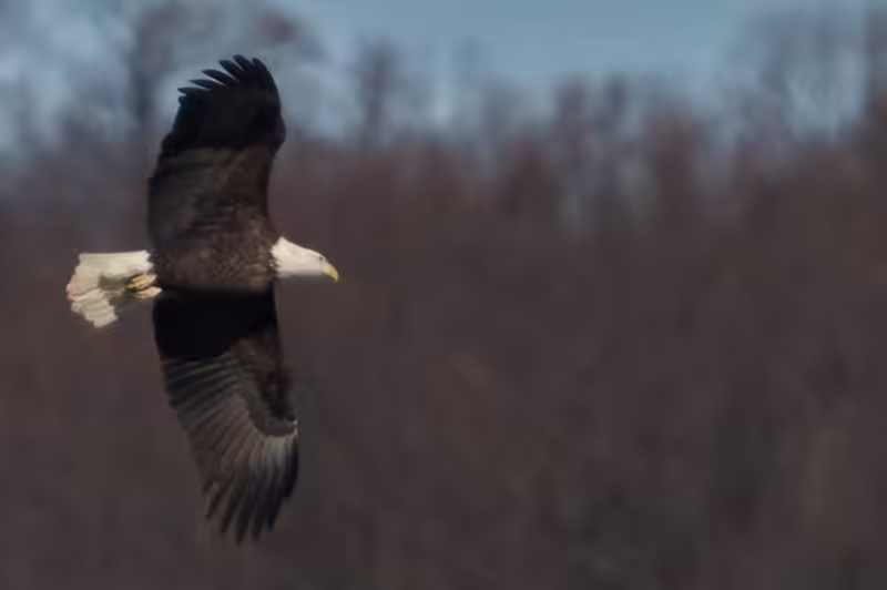 Eagles at Conowingo Dam - 2018-01-01T11:30:01 - 377