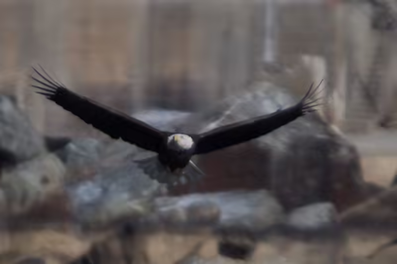Eagles at Conowingo Dam - 2018-01-01T11:30:08 - 384