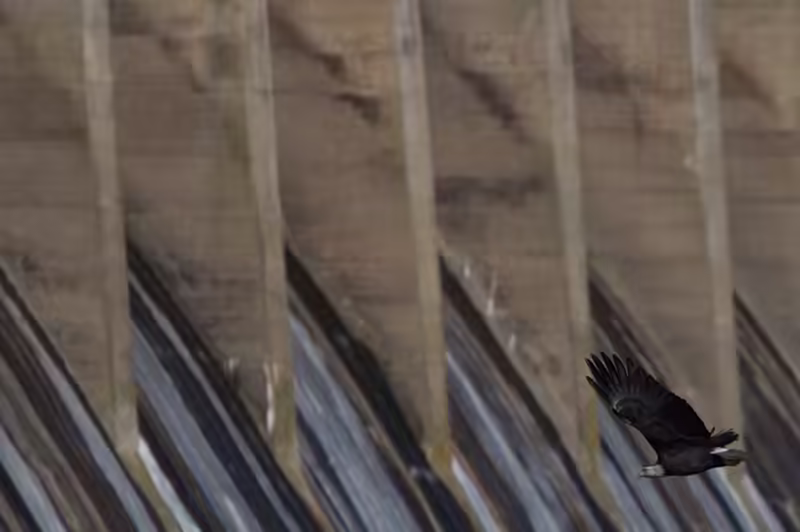 Eagles at Conowingo Dam - 2018-01-01T11:30:11 - 388