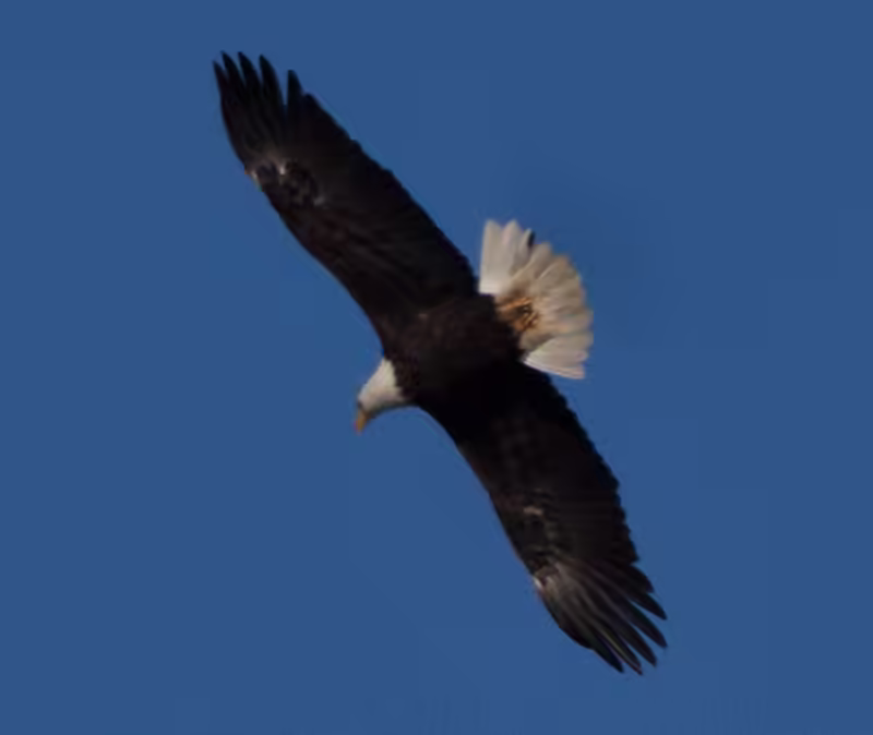 Eagles at Conowingo Dam - 2018-01-01T11:35:30 - 533
