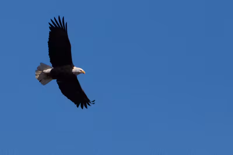Eagles at Conowingo Dam - 2018-01-01T11:35:50 - 544