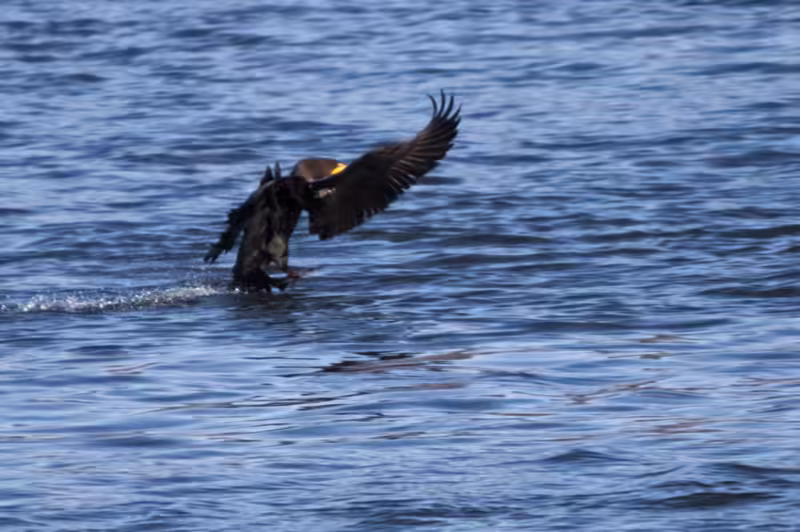 Eagles at Conowingo Dam - 2018-01-01T12:08:15 - 818