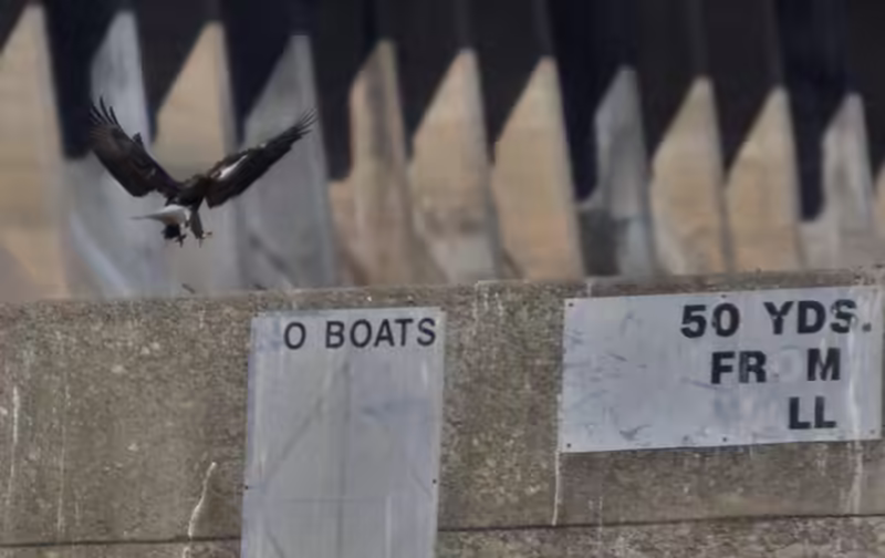 Eagles at Conowingo Dam - 2018-01-01T12:25:35 - 1068