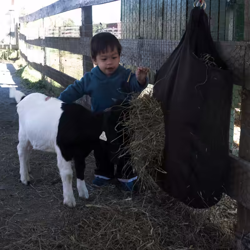 Sam and a goat