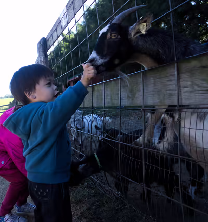 Sam and Scarlett feeding goats