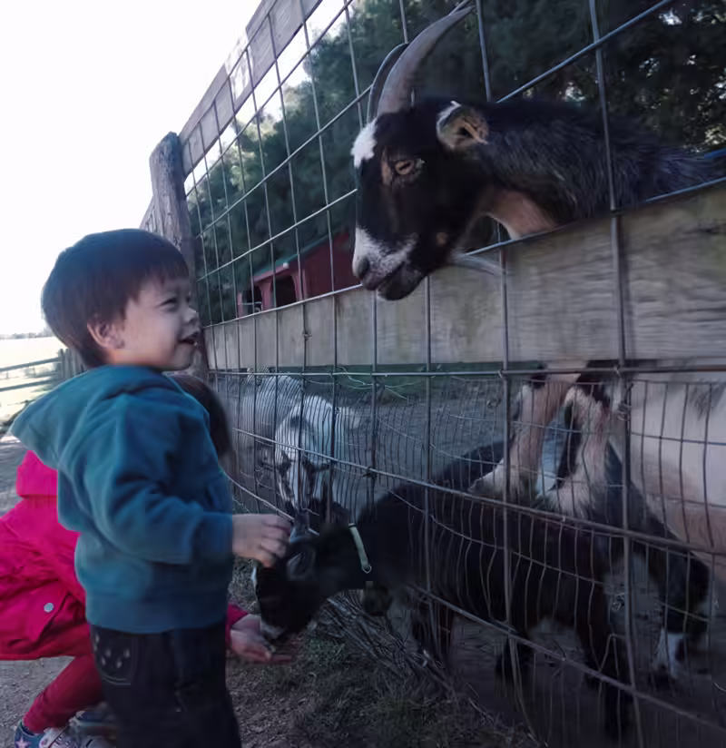 Sam and Scarlett feeding goats