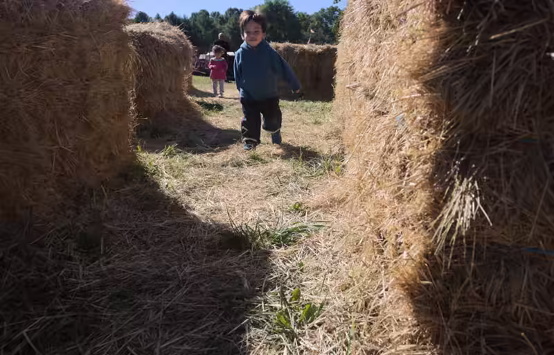 In the kiddie hay maze