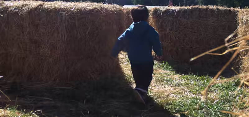In the kiddie hay maze