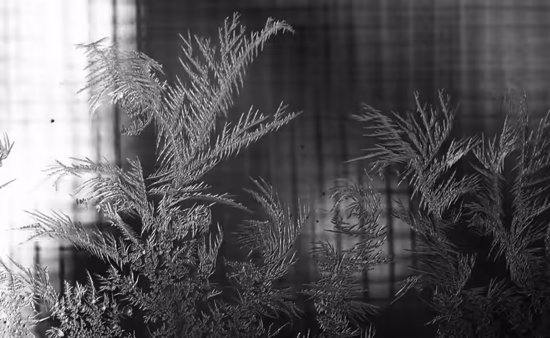 ice fractals on window