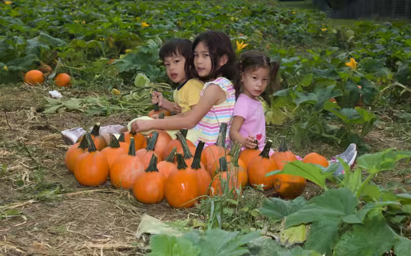 Pumpkin Patch Portraits- 2018-10-07T08:55:19 - 014