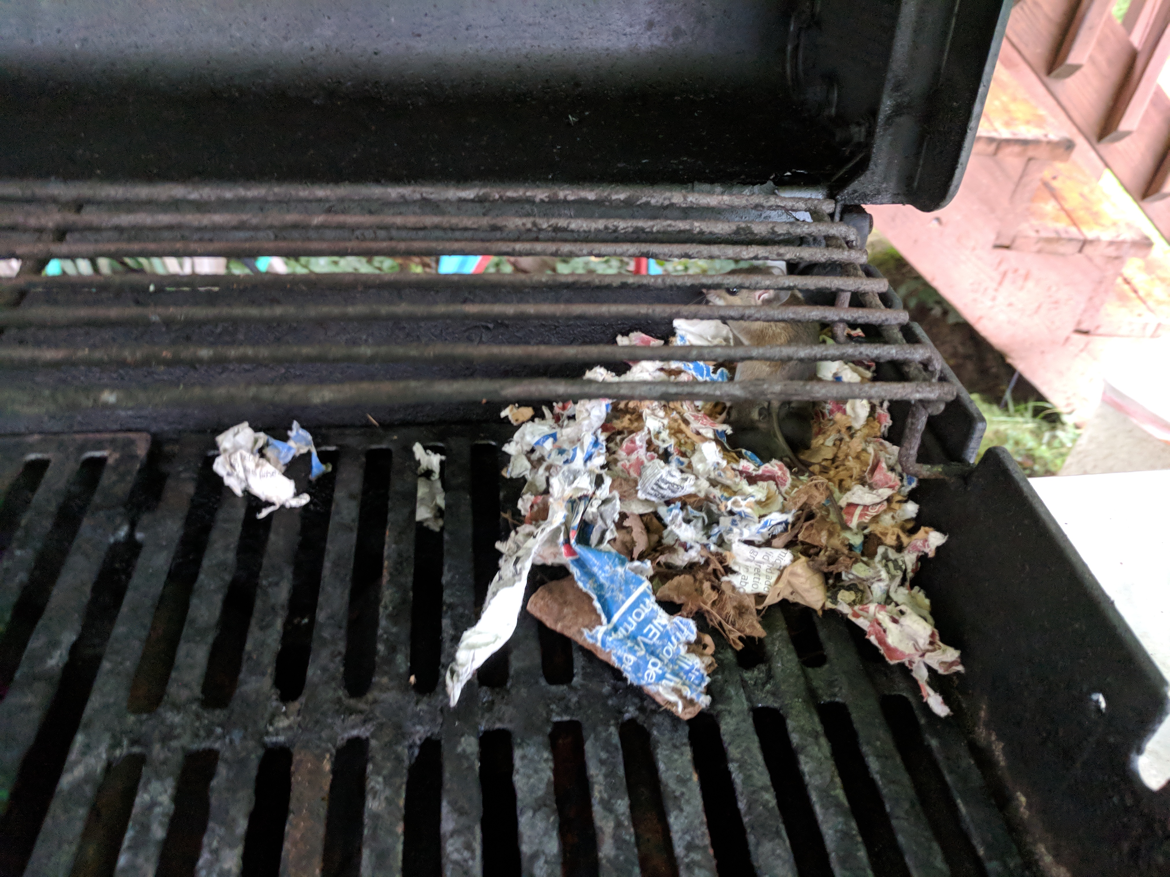 Mouse living on my Weber Spirit