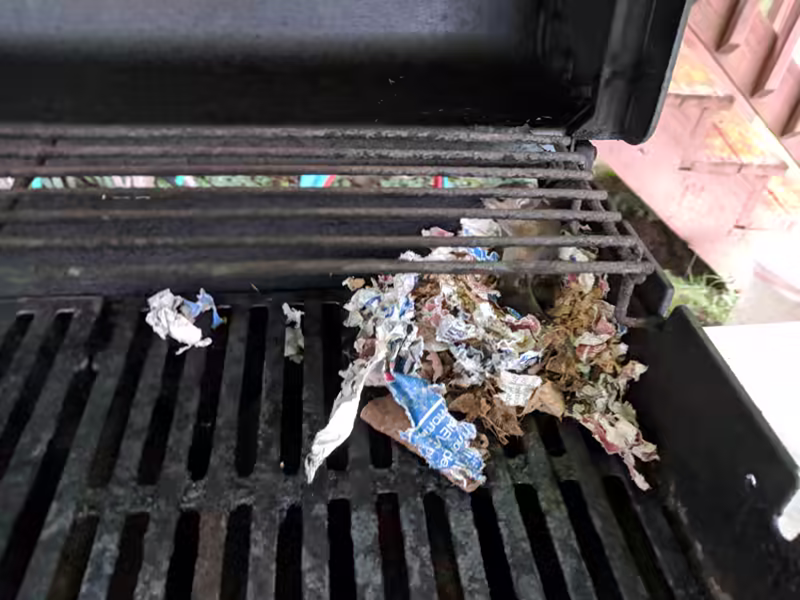 Mouse living on my Weber Spirit