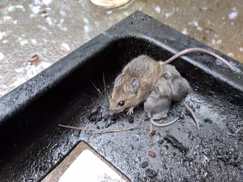 Mouse and fuzzies in my BBQ