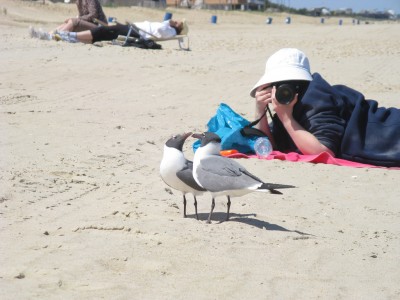 Seagull Chat