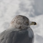 Seagull on Snowy Beach with Black Stripe on Beak