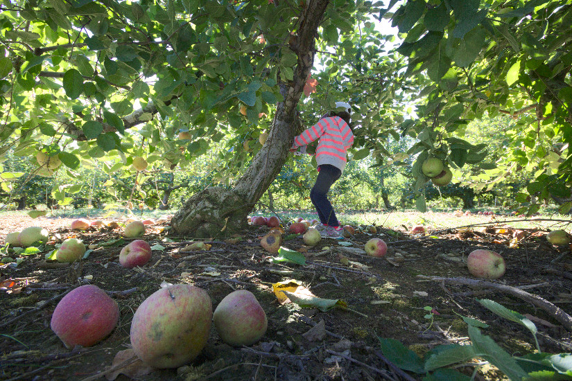 Apple Picking at Larriland Farm