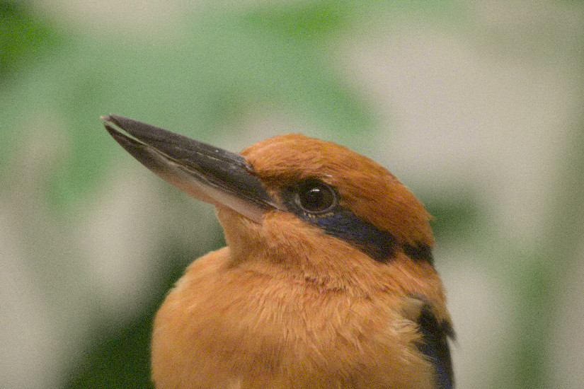 Micronesian Kingfisher