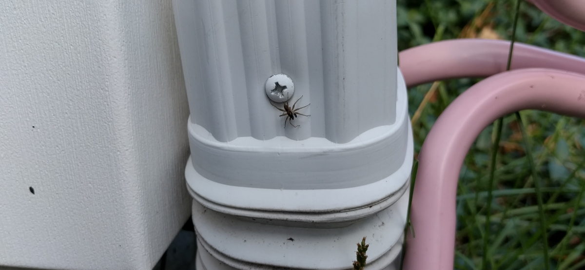A MOTHER-EFFING SPIDER on a MOTHER-EFFING WATERSPOUT!!!
