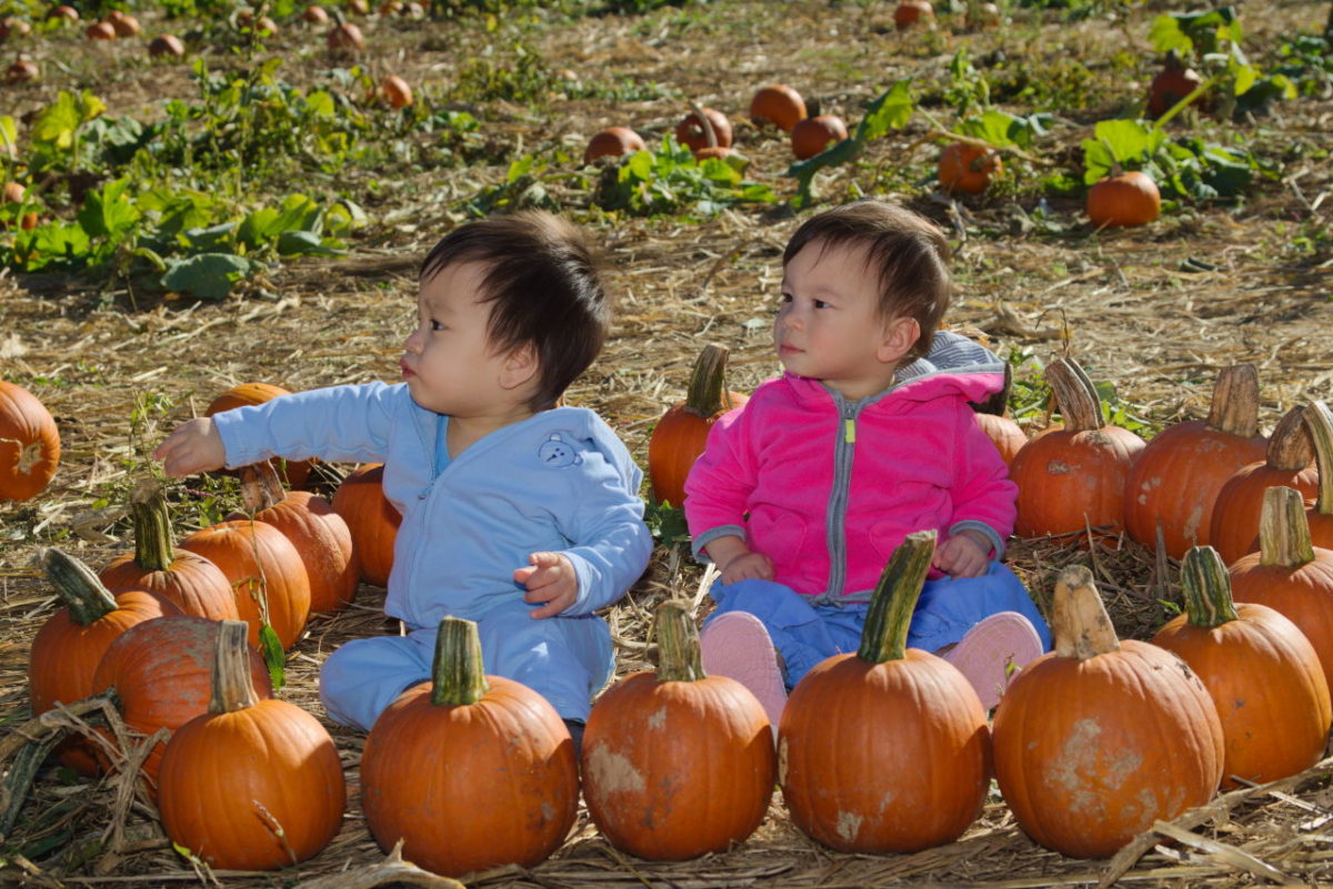 The 2016 Visit to the Pumpkin Patch