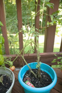 One of the tomato plants